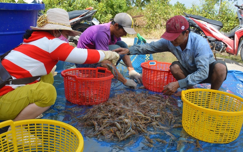 Cà Mau: Nông dân huyện U Minh được vụ mùa tôm càng xanh