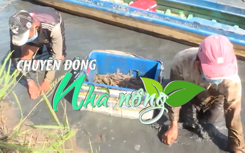 Chuyển động Nhà nông 14/11: Nông dân U Minh được mùa vụ tôm càng xanh