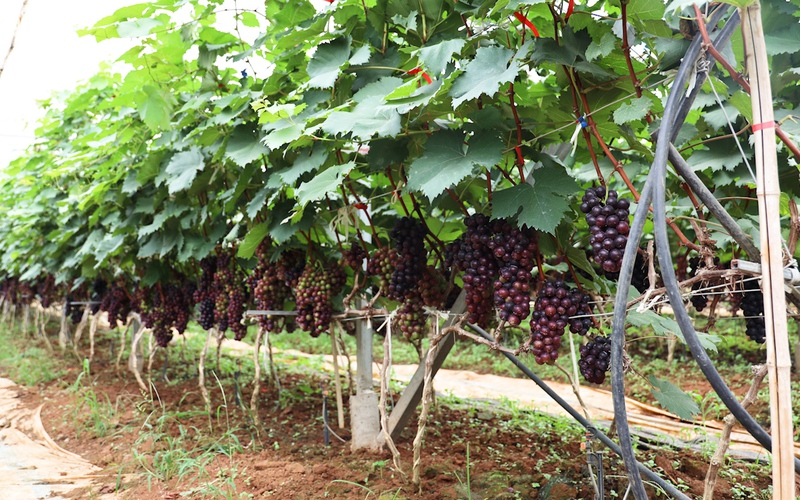 Sơn La: Nhiều giải pháp tăng giá trị sản phẩm nông nghiệp