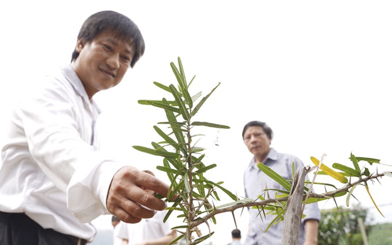 Cây xáo tam phân là cây gì, có công dụng gì mà ở Khánh Hòa đang tìm mọi cách nhân giống nhiều hơn?