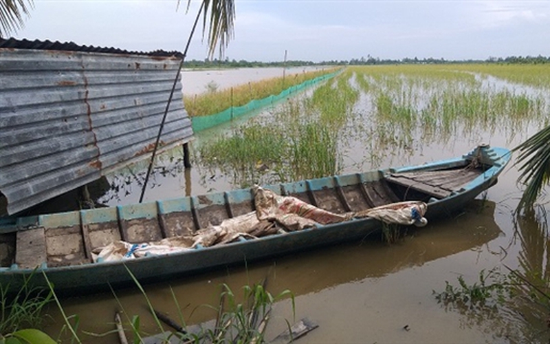 Mùa lũ nước tràn đồng, nông dân Hậu Giang nuôi cá ruộng, chả phải cho ăn, nước rút chỉ việc bắt lên bán