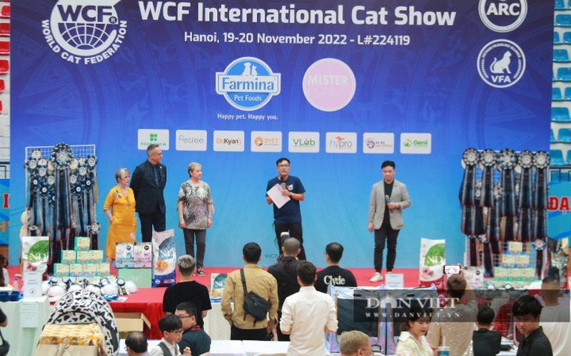 Lần đầu tiên xuất hiện cuộc thi "hoa hậu" mèo thuần chủng thu hút hàng trăm con mèo đắt giá tại Việt Nam