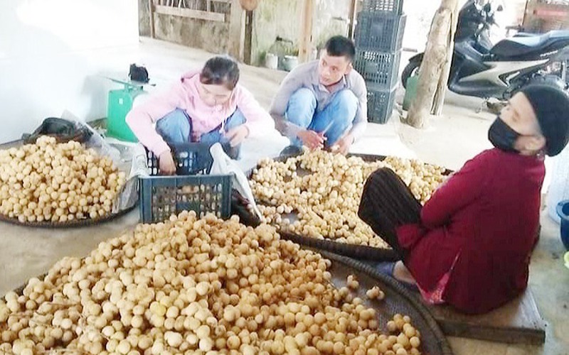 Thứ quả bé như trứng cút, ăn đẹp da, có lợi cho răng đang trồng ở Quảng Nam ai đi qua vườn cũng thèm