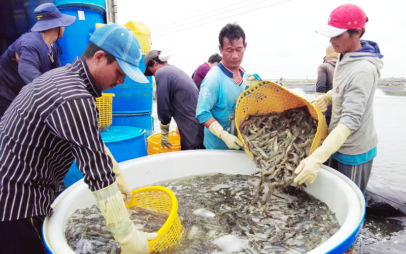 Một tỉnh của Trung Quốc đã nhập 4 tỷ USD các loại thủy sản nhưng doanh nghiệp Việt Nam vẫn phải lưu ý một điều