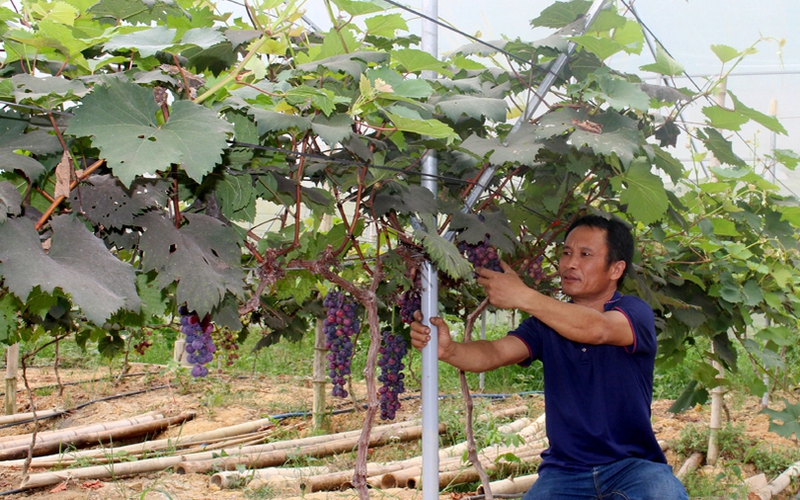 Nông thôn mới Bắc Giang: Vùng đất Sơn Động xuất hiện nhiều mô hình sản xuất mới, nông dân có thu nhập cao
