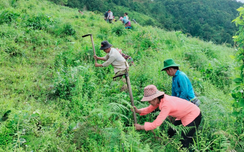Huyện biên giới ở Lai Châu nỗ lực phát triển trồng cây quế