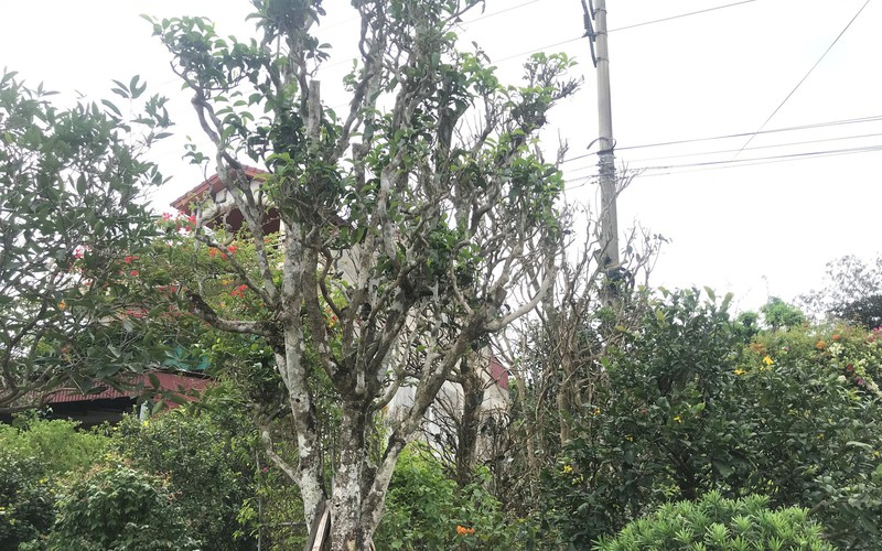 Loại cây lá chát sống cả trăm tuổi về Nghệ An thành cây cảnh hạng sang, bán hàng chục triệu đồng
