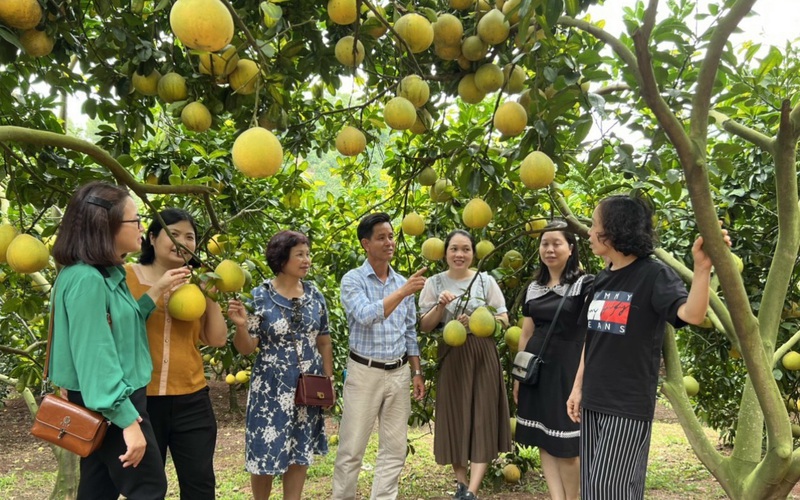 Lục Ngạn: Phát triển vùng cây ăn quả gắn với du lịch sinh thái