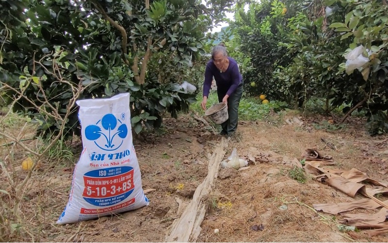 Cách độc đáo nông dân Điện Biên chăm sóc bưởi sai trĩu trịt, cây nào cũng vài trăm quả là gì?