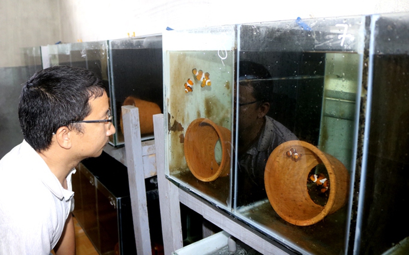 Thuần dưỡng cá cảnh biển ở Khánh Hòa, có cá đột biến, cá mập vi trắng bán giá 15-20 triệu đồng/con