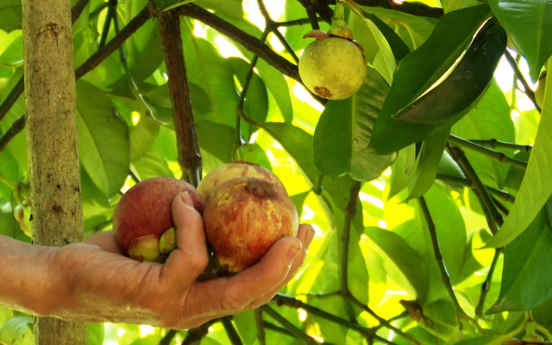 Loại trái cây mang tên "Nữ Hoàng" đang bán với giá 100.000 đồng/kg nhưng nông dân Quảng Nam vẫn kém vui