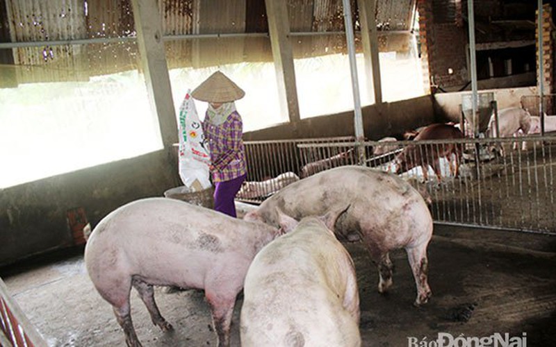 Giá heo hơi giảm, giá nguyên liệu nhập khẩu sản xuất thức ăn chăn nuôi tăng, nông dân phập phồng lo