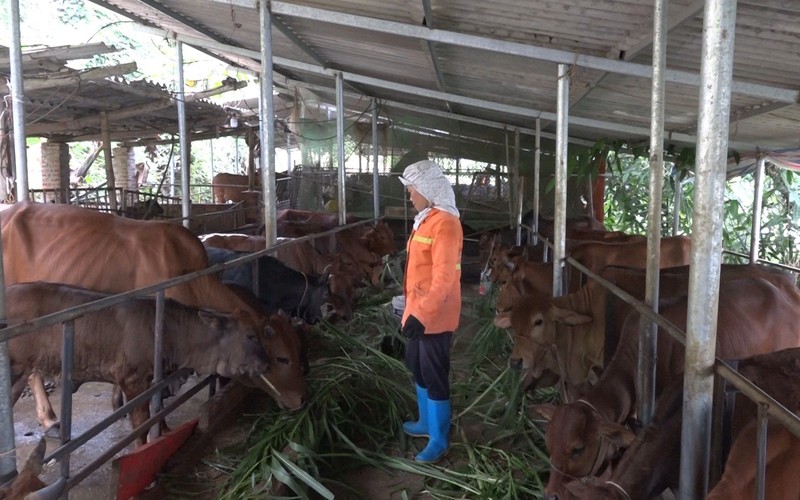 Ở nơi này của Phú Thọ, hễ nhà nào đầu tư nuôi bò tập trung đều giàu lên thấy rõ