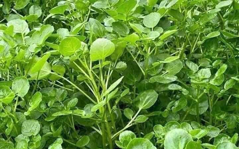 Thứ rau rẻ tiền, càng rét ăn càng ngon này ngờ đâu lại nhiều chất bổ, phòng ngừa được khối bệnh tật