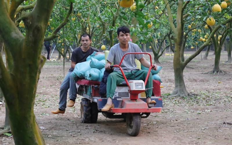 Đây là loại quả đặc sản của Hà Nội, giá bình dân, tới mùa dân làng vừa hái bán vừa lo đối phó trộm cắp