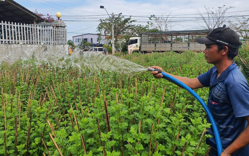 Giáp Tết, nông dân vùng trồng hoa cúc của Khánh Hòa kém vui vì giá hoa không tăng