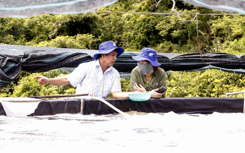 Một tỷ phú nông dân Khánh Hòa tiết lộ công nghệ nuôi tôm 3 giai đoạn với ao bậc thang