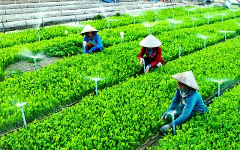 TT-Huế: Giúp nông dân làm giàu bằng phát triển sản xuất nông nghiệp bền vững 