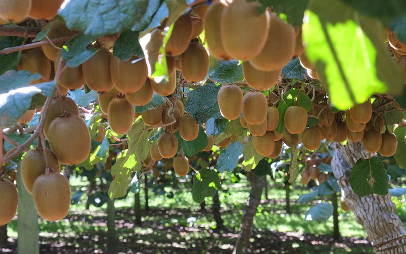 Thách thức nào chờ đón táo, kiwi Hy Lạp "ngược đường" sang Việt Nam?