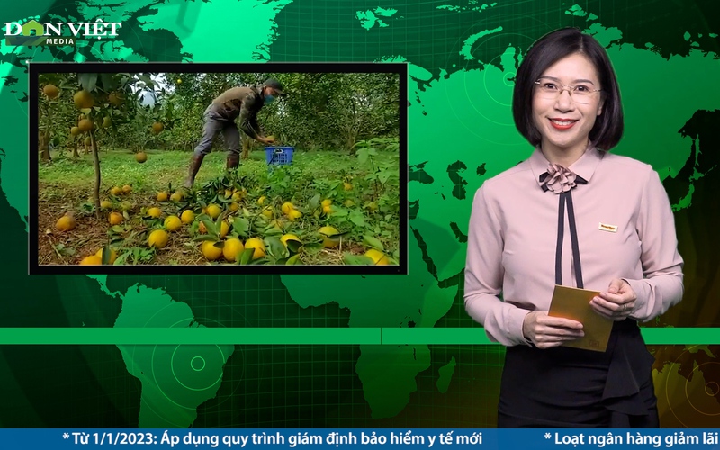 Bản tin Dân Việt Nóng ngày 21/12: Cam Vinh chính vụ tăng giá, người trồng phấn khởi đón Tết