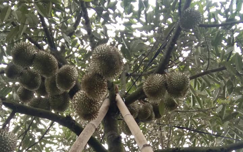 "Cây tiền tỷ" ra loại quả ngon cơm vàng hạt lép ở Khánh Hòa vẫn giữ được thương hiệu sau gần 11 năm