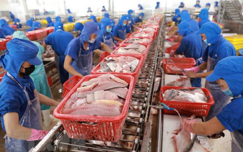 Thị trường Trung Quốc thu hút tới 160 doanh nghiệp Việt Nam tham gia bán một loài cá