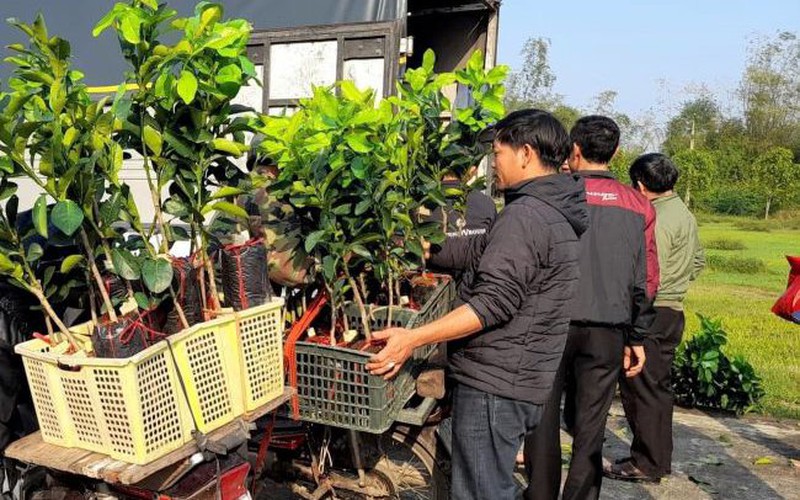 Thừa Thiên Huế: Hỗ trợ cây giống bưởi da xanh giúp nông dân phát triển kinh tế 