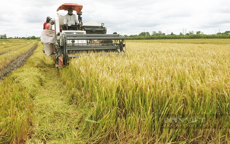 Bón phân hóa học lâu năm có làm cho đất lúa bị thoái hóa không?