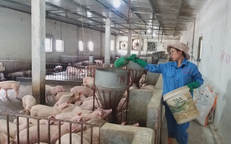 Trung Quốc tăng nhập khẩu thịt lợn, Việt Nam có nên nới lỏng rào cản bán lợn qua biên giới?