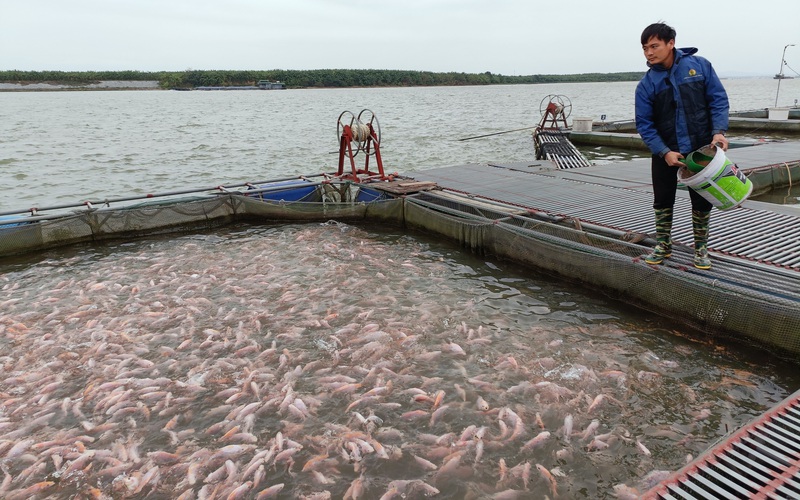 Bắc Ninh: Giá cá lăng, diêu hồng thấp nhiều tháng, người nuôi cá lồng "đánh liều" vì điều này