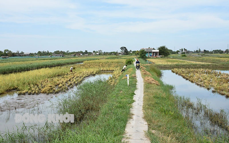 Nuôi tôm trong ruộng lúa lãi như thế nào mà huyện này của tỉnh Bến Tre đang nhân rộng thêm ra?
