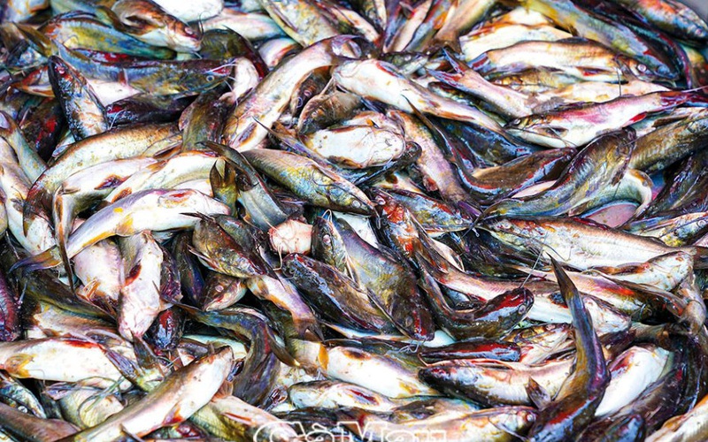 Vùng đất này bắt cá chốt dưới sông đem nấu lá me non, món của nhà nghèo xưa, nay nói tới nhà giàu cũng thèm