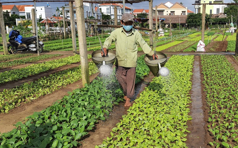 Quảng Nam: Cả gia đình sống “khỏe”, đón Tết đủ đầy nhờ 2 sào trồng rau VietGAP