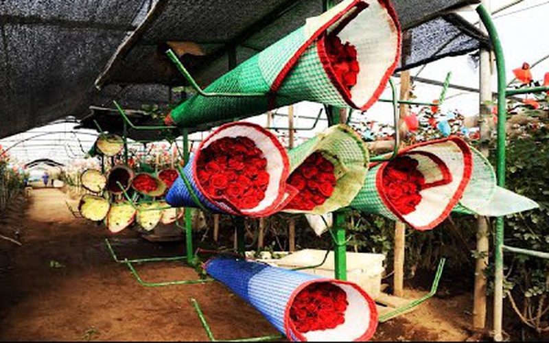 Video: Quy trình trồng loại hoa hồng đắt nhất thế giới