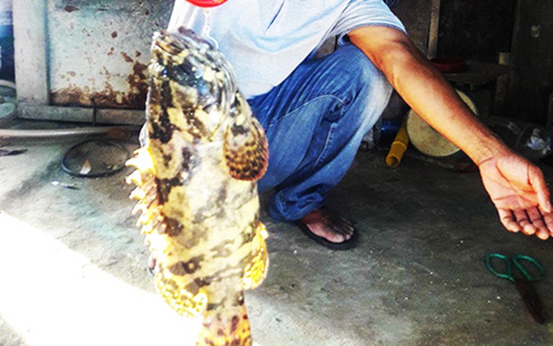 Nuôi loài cá đặc sản này bằng thức ăn công nghiệp, nông dân Khánh Hòa mau được bán