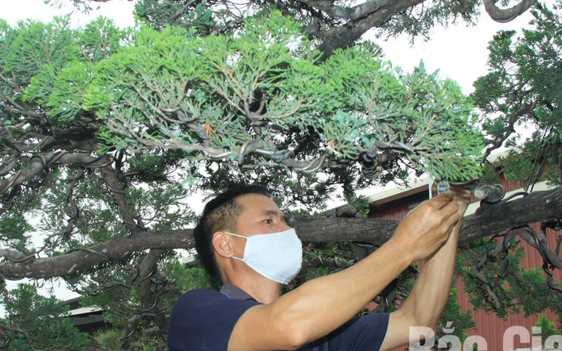 Một ông nông dân Bắc Giang để trong vườn hàng ngàn cây cảnh độc, lạ, đếm không xuể là bao nhiêu tiền