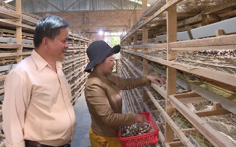 Nuôi 16.000 con chim bé như nắm tay này, ngày nào cũng nhặt trứng bán, chị nông dân Lâm Đồng lãi bao nhiêu?