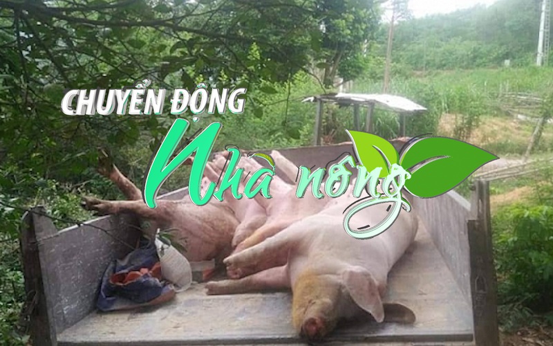 Chuyển động Nhà nông 17/3: Phát hiện ổ bệnh mới dịch tả lợn châu Phi tại Quảng Bình