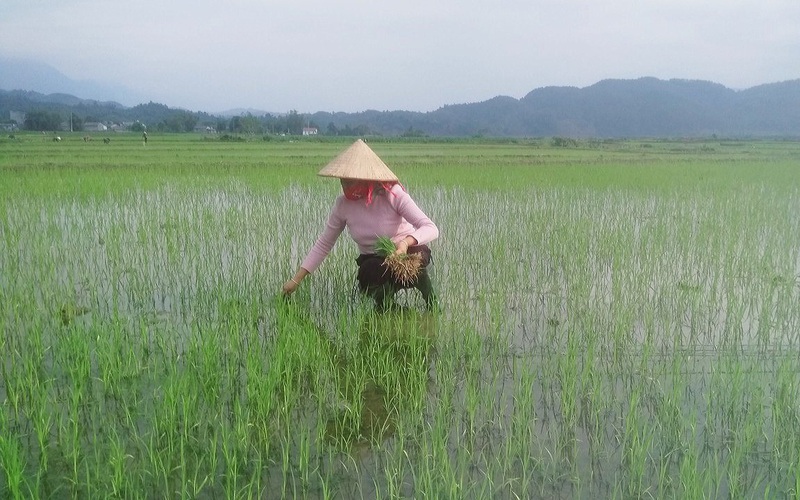 Nông dân Lai Châu chủ động chăm sóc lúa Đông Xuân