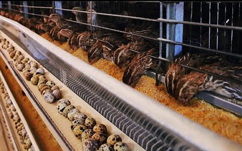 Quy trình nuôi và thu hoạch hàng triệu quả trứng chim cút 