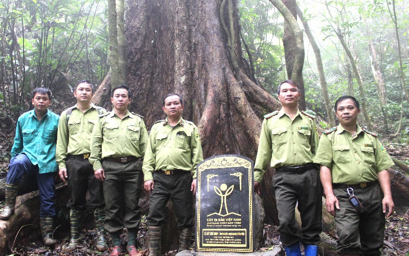 Công bố quyết định 3 cây chò xanh khổng lồ, hơn 500 tuổi là Cây Di sản Việt Nam