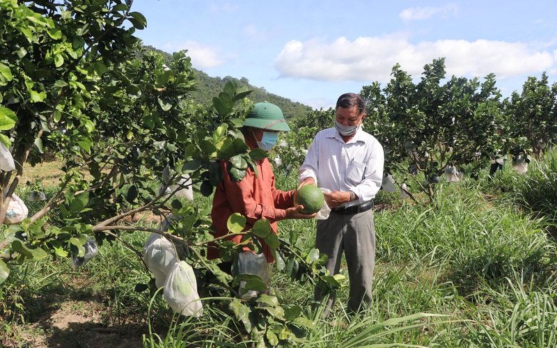 Hội Nông dân tỉnh Gia Lai giúp nông dân nuôi ốc bươu đen đặc sản, trồng cây ăn quả làm giàu 