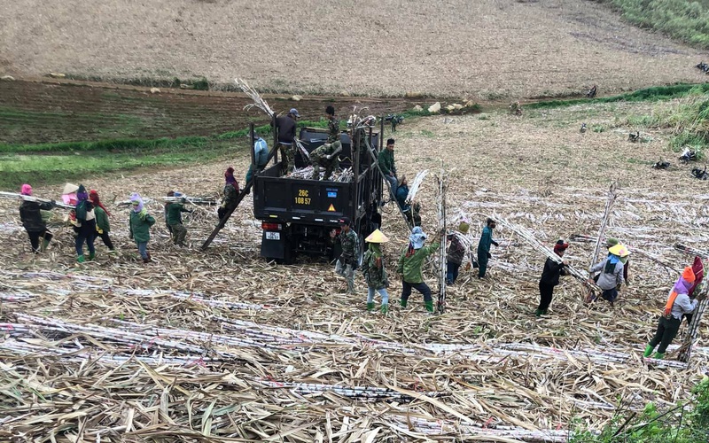 Công ty Mía đường Sơn La: Giúp nông dân vùng cao ấm no