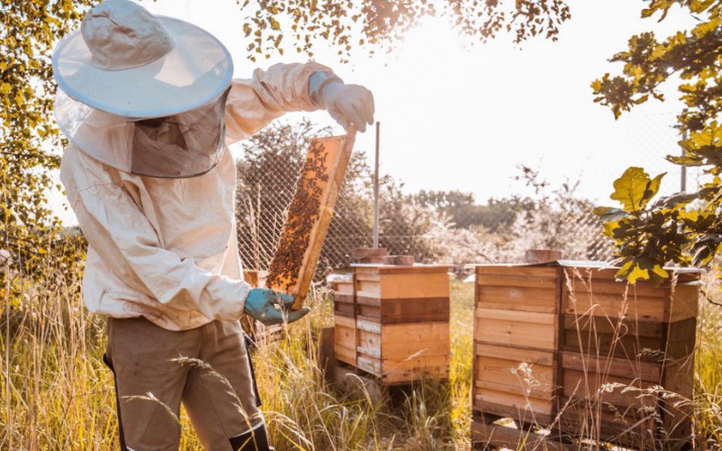 Nóng: Mỹ giảm thuế mạnh cho mật ong của Việt Nam