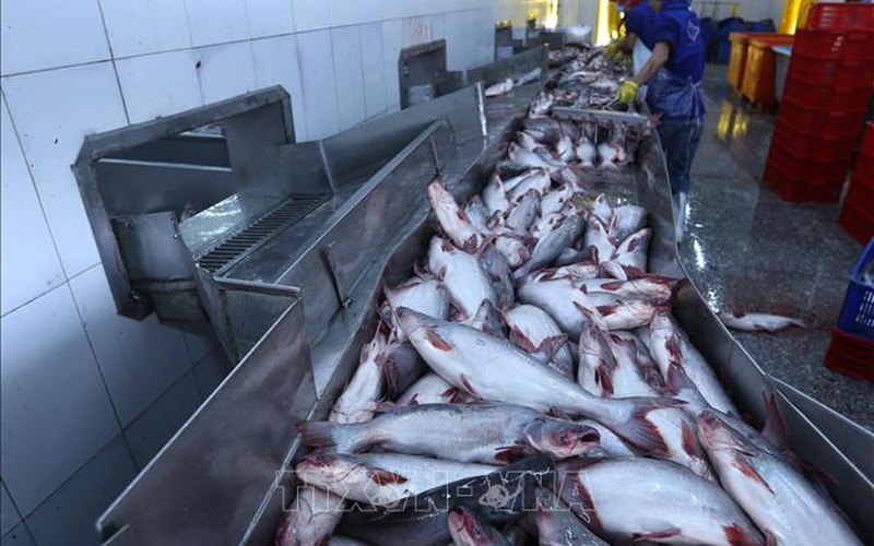 Giá cá tra tăng lên mức 30.000 đồng/kg, mỗi kilogam nông dân lãi 5.000 đồng