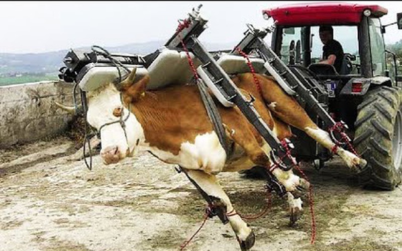 Quy trình chăn nuôi bò sữa công nghệ hiện đại