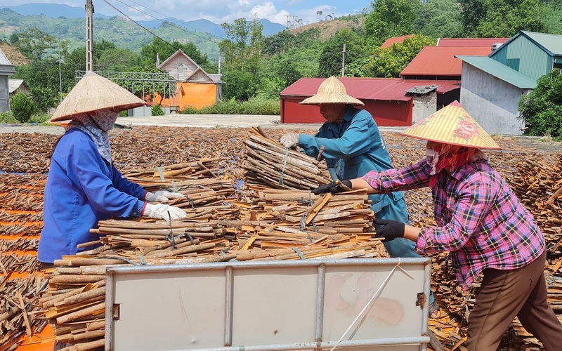 Bóc thứ vỏ cây cay nồng bán đi khắp thế giới, Việt Nam thu ngay 291,8 triệu USD