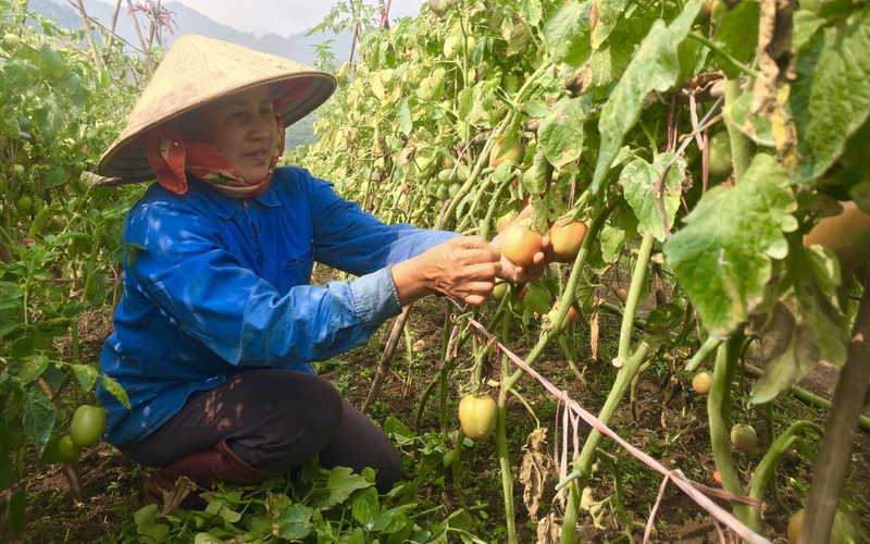 Trồng "thập cẩm" đủ các loại rau theo mùa trên núi, nông dân Sơn La dồn tiền cục đều tay