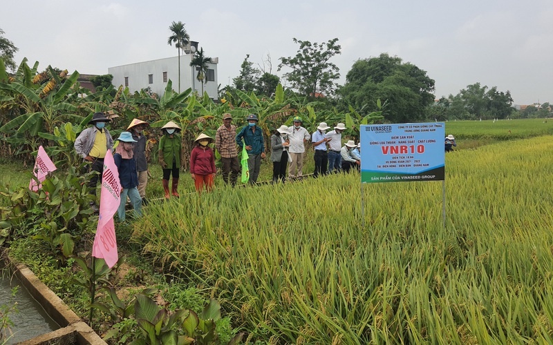 Quảng Nam: Nông dân phấn khởi với bộ giống lúa chịu được “sóng gió” của thời tiết
