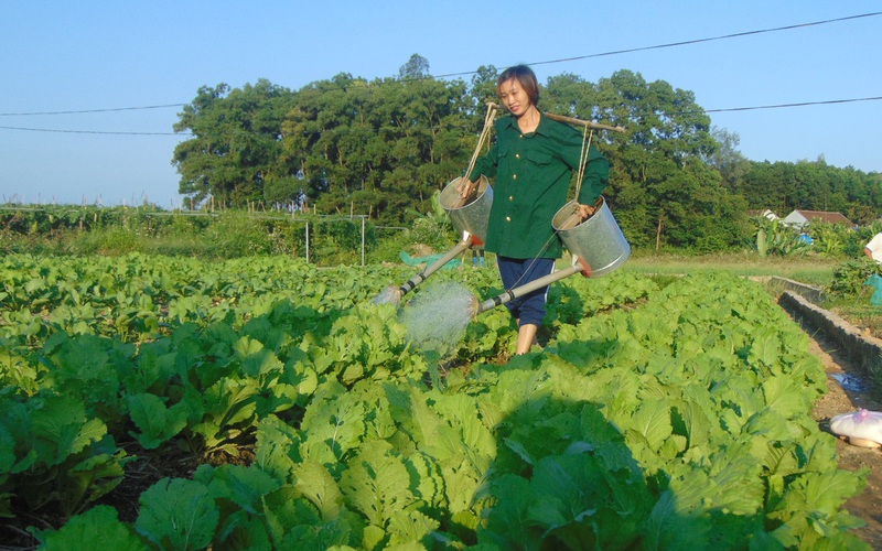 Phú Bình - Thái Nguyên: Quy hoạch 50ha trồng rau chất lượng cao với tổng kinh phí 7 tỷ đồng